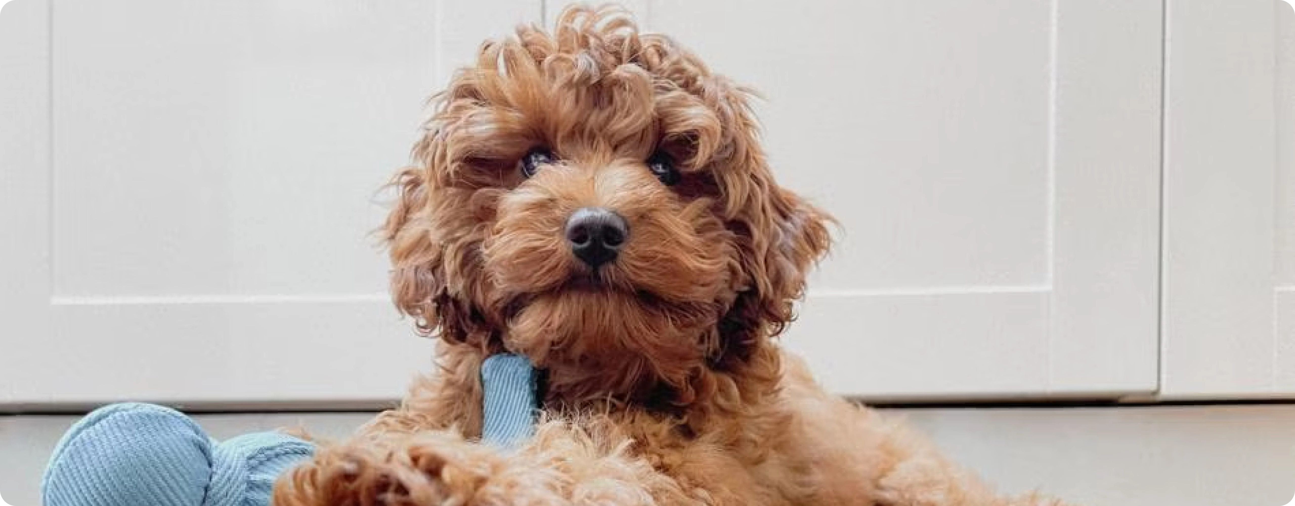 Cavapoo