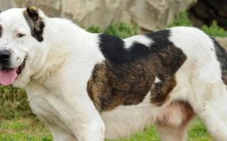 Central Asian Shepherd Dog is a fearless livestock guardian with strong instincts and calm loyalty. Ideal for experienced owners seeking a natural protector.