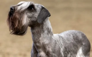 Cesky Terrier is a rare Czech terrier known for its calm nature, silky coat, and loyalty. Ideal for families seeking a quieter, affectionate companion.