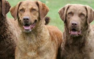 Discover the Chesapeake Bay Retriever – a hardworking, loyal, and water-loving breed. Learn about temperament, training, grooming, and lifestyle needs.