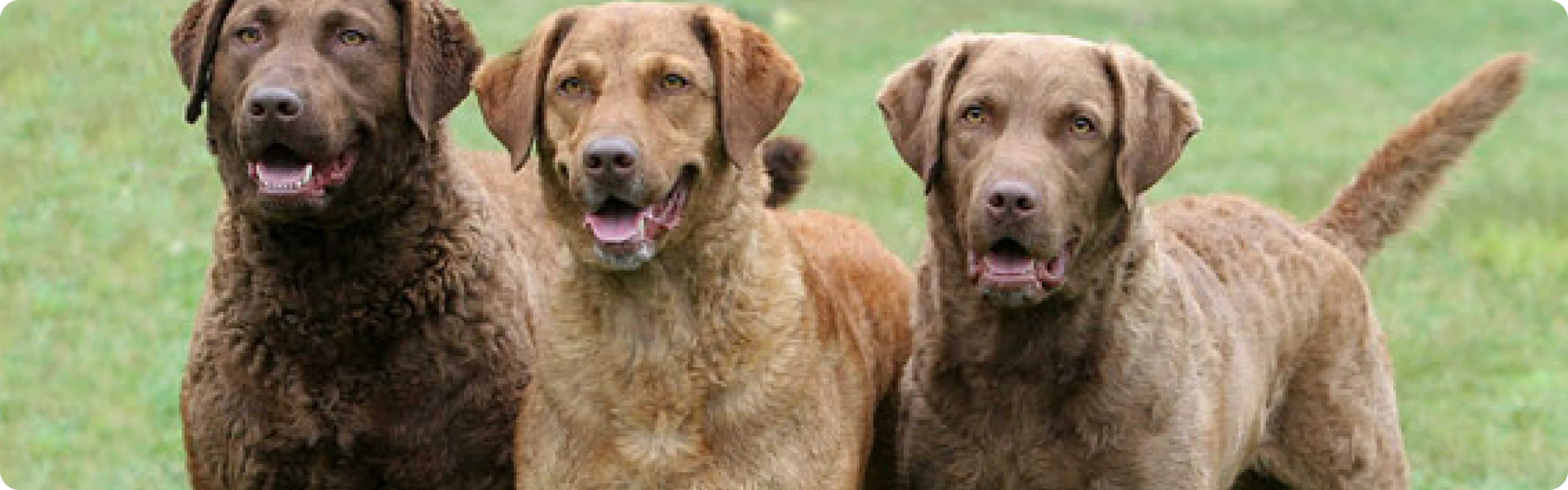 Chesapeake Bay Retriever