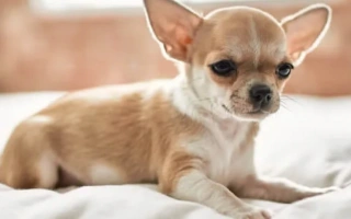 Explore the Chihuahua – the smallest dog breed with a fearless heart. Learn about its temperament, grooming, health, and ideal lifestyle.