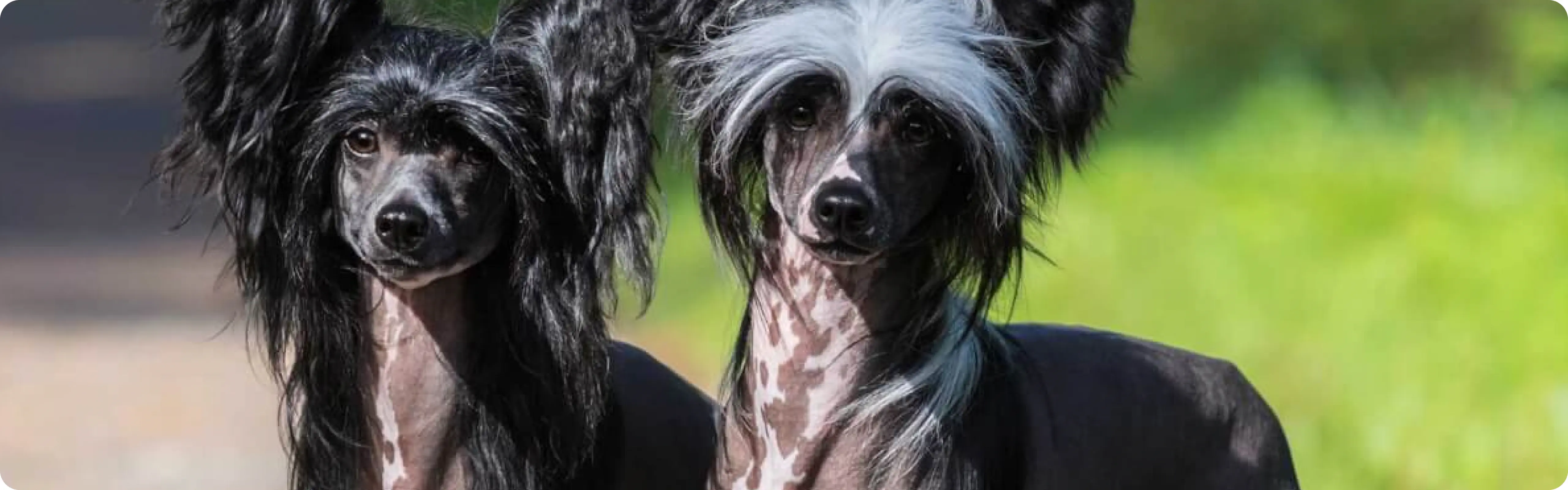 Chinese Crested