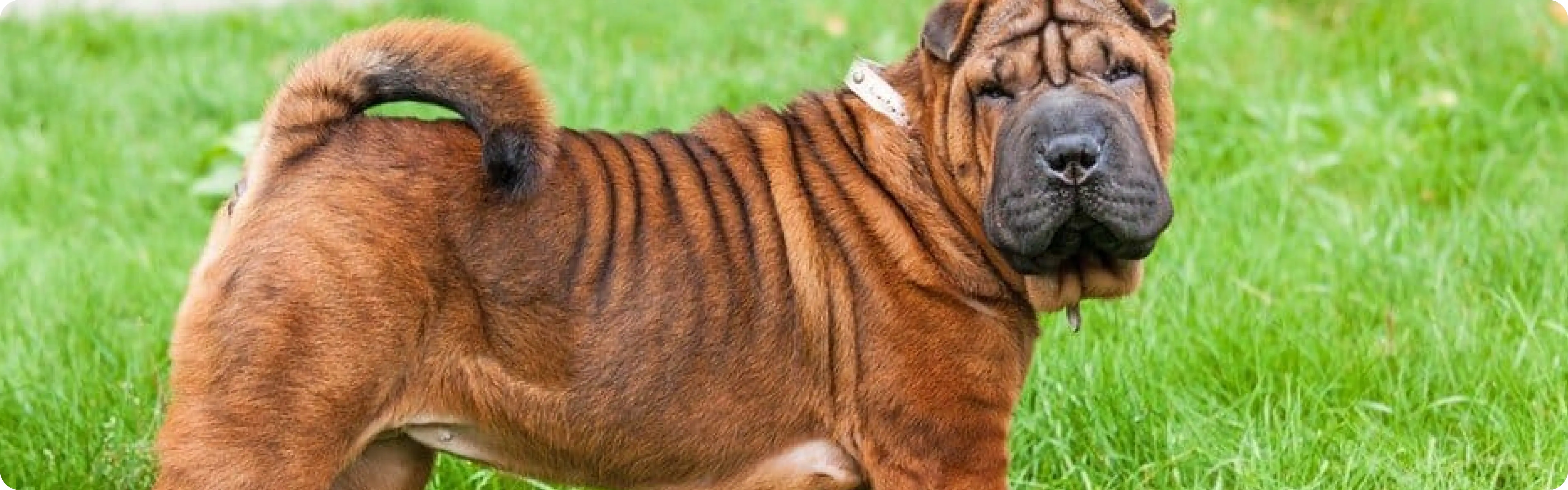 Chinese Shar-Pei