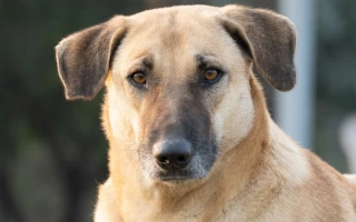 Chinook is a rare American sled dog known for strength, gentleness, and loyalty. Ideal for active families seeking a steady, affectionate companion.