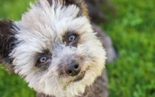 The Chipoo is a cheerful mix of Chihuahua and Poodle—small, intelligent, and full of personality. Ideal for apartments, allergy-prone owners, and first-time dog parents.