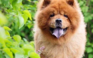 Discover the Chow Chow – a noble, independent dog with a lion-like appearance and a loyal nature. Learn about grooming, training, and temperament.