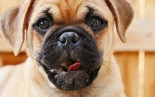 Discover the Chug – a lovable crossbreed with the loyalty of a Chihuahua and the playfulness of a Pug. Learn about temperament, grooming, health, and training needs.