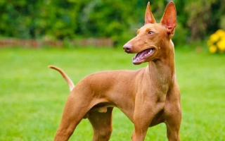 Cirneco dell’Etna is a sleek, agile sighthound from Sicily. Ideal for active homes seeking a graceful, loyal, and low-maintenance companion.