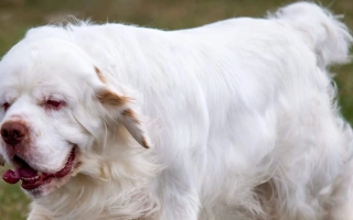 Clumber Spaniel is a mellow, loyal gundog with a heavy build and soulful eyes. Ideal for families seeking a calm, affectionate companion.
