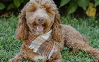 Meet the Cockapoo – a friendly, intelligent crossbreed loved for its low-shedding coat and playful personality. Learn about grooming, training, and care needs.