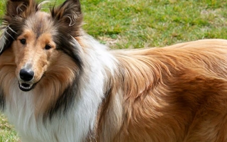 Meet the Collie – a loyal, elegant herding breed known for its beauty and brains. Learn about grooming, care, temperament, and training needs.