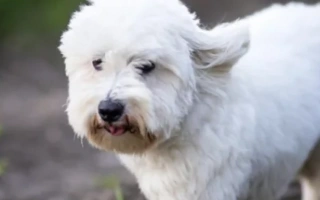 Discover the Coton de Tulear – a happy, loyal, and low-shedding companion with a cotton-soft coat. Learn about grooming, health, temperament, and care needs.