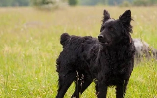 Croatian Sheepdog is an energetic, intelligent herder with a curly black coat. Ideal for active homes seeking a smart and devoted working companion.