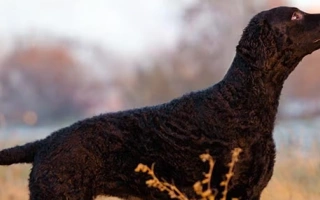 Curly-Coated Retriever is a confident, athletic gundog with a unique curly coat. Perfect for active families who enjoy training and outdoor life.