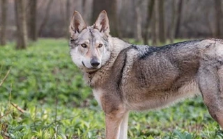 Czechoslovakian Vlciak is a wolfdog breed with intense loyalty, stamina, and independence. Best for experienced, active handlers.