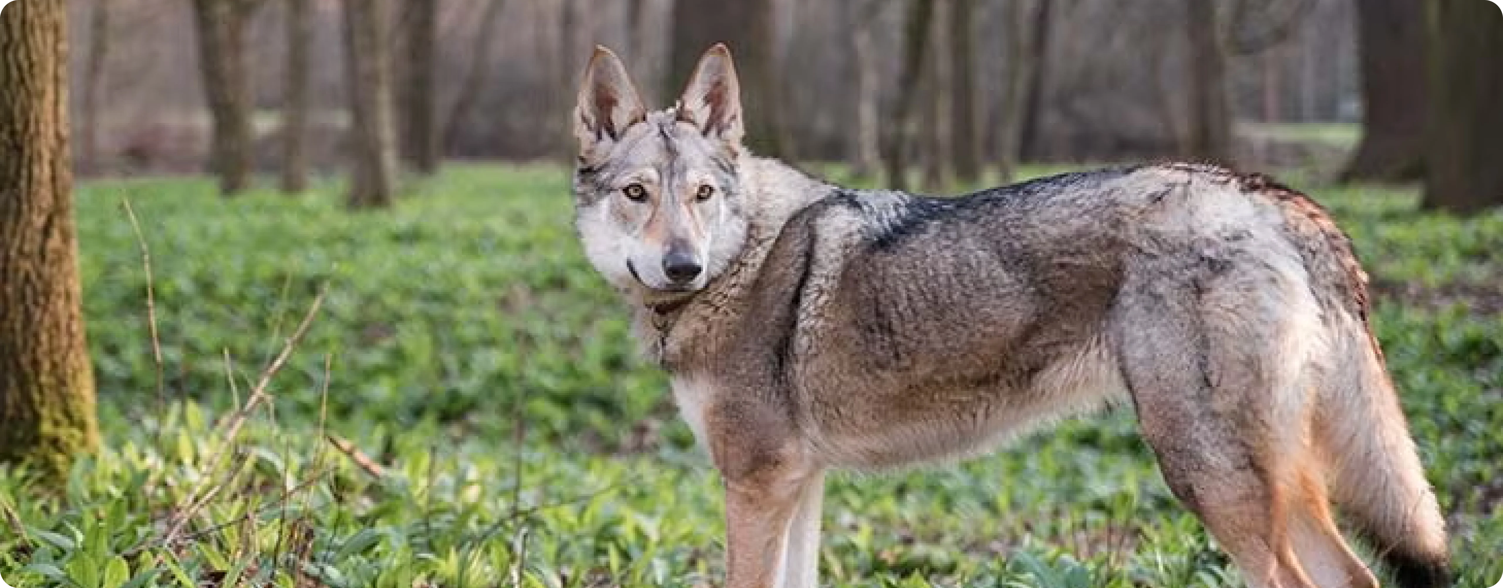 Czechoslovakian Vlciak