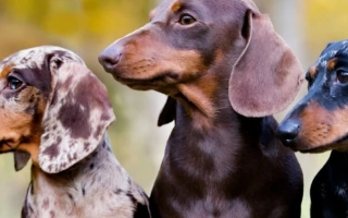 Discover the Dachshund – a loyal, lively dog with a long body and big personality. Learn about grooming, training, health, and daily care tips.