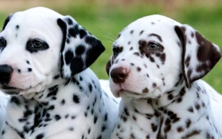 Explore the Dalmatian – a striking, energetic dog breed with a loyal heart and iconic spotted coat. Learn about grooming, exercise, training, and health.