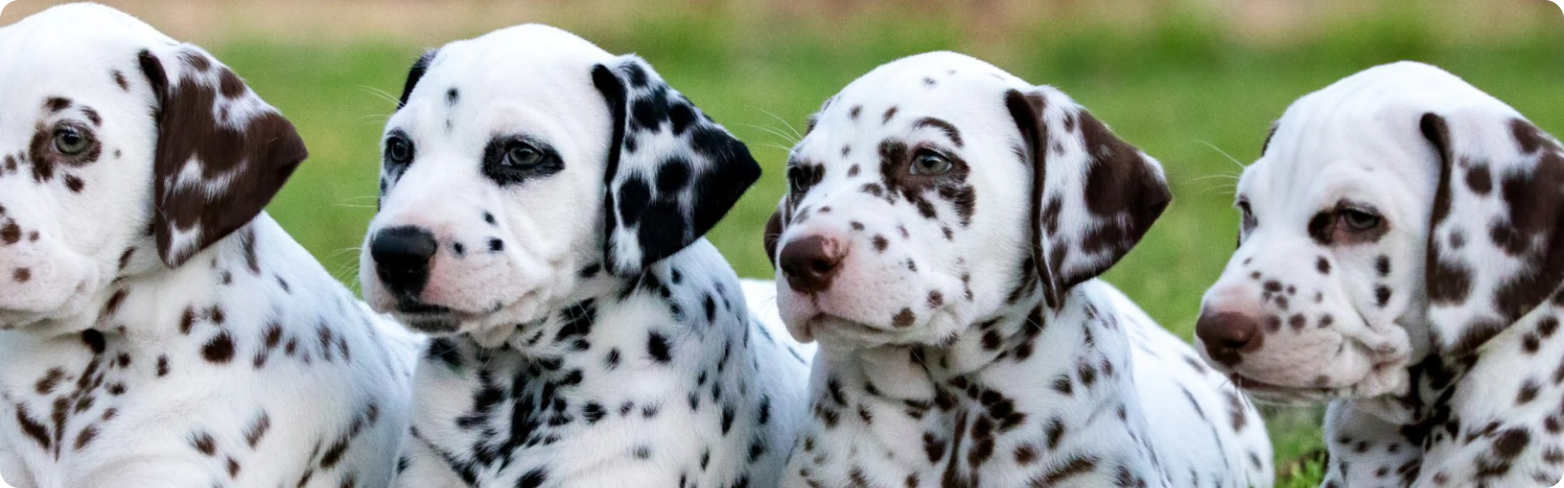 Dalmatian