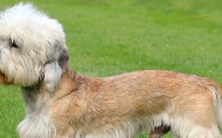 Dandie Dinmont Terrier is a rare, low-slung terrier with a big personality and soft topknot. Loyal, bold, and perfect for terrier lovers.
