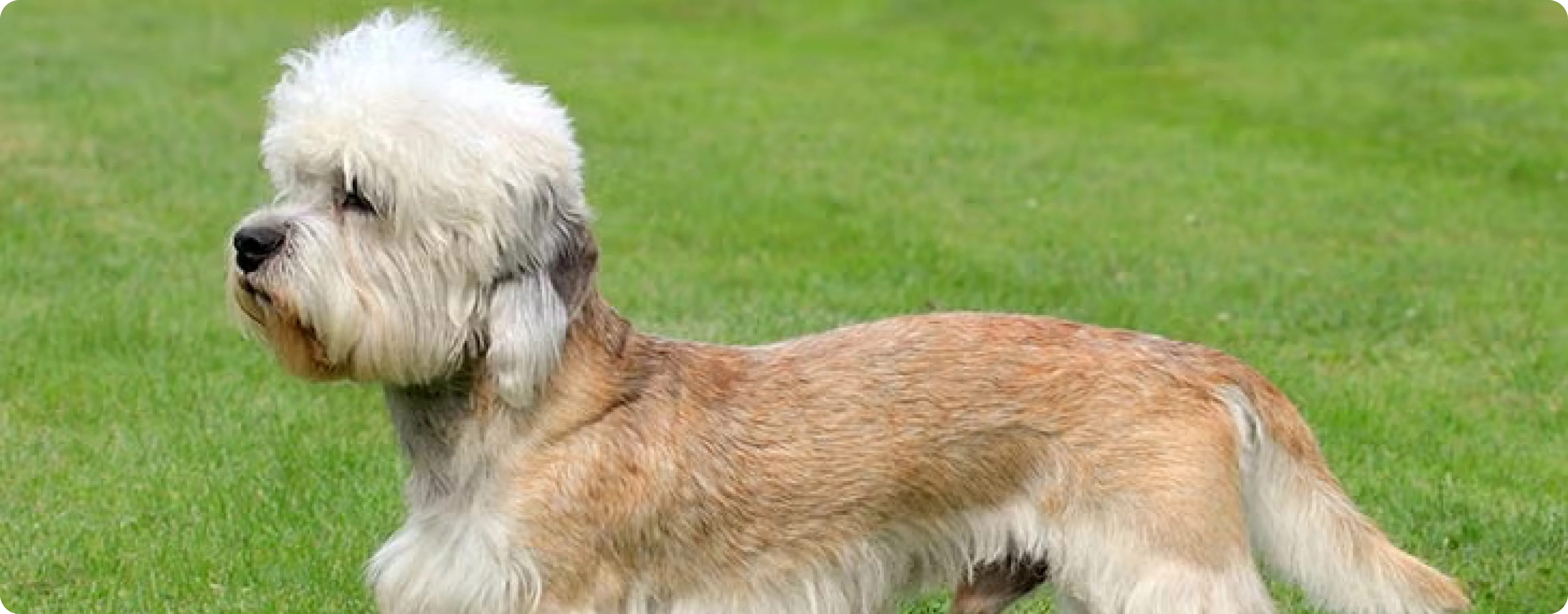 Dandie Dinmont Terrier