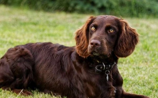 Deutscher Wachtelhund is a German hunting spaniel known for drive, scenting ability, and loyalty. Ideal for active hunters and outdoor families.