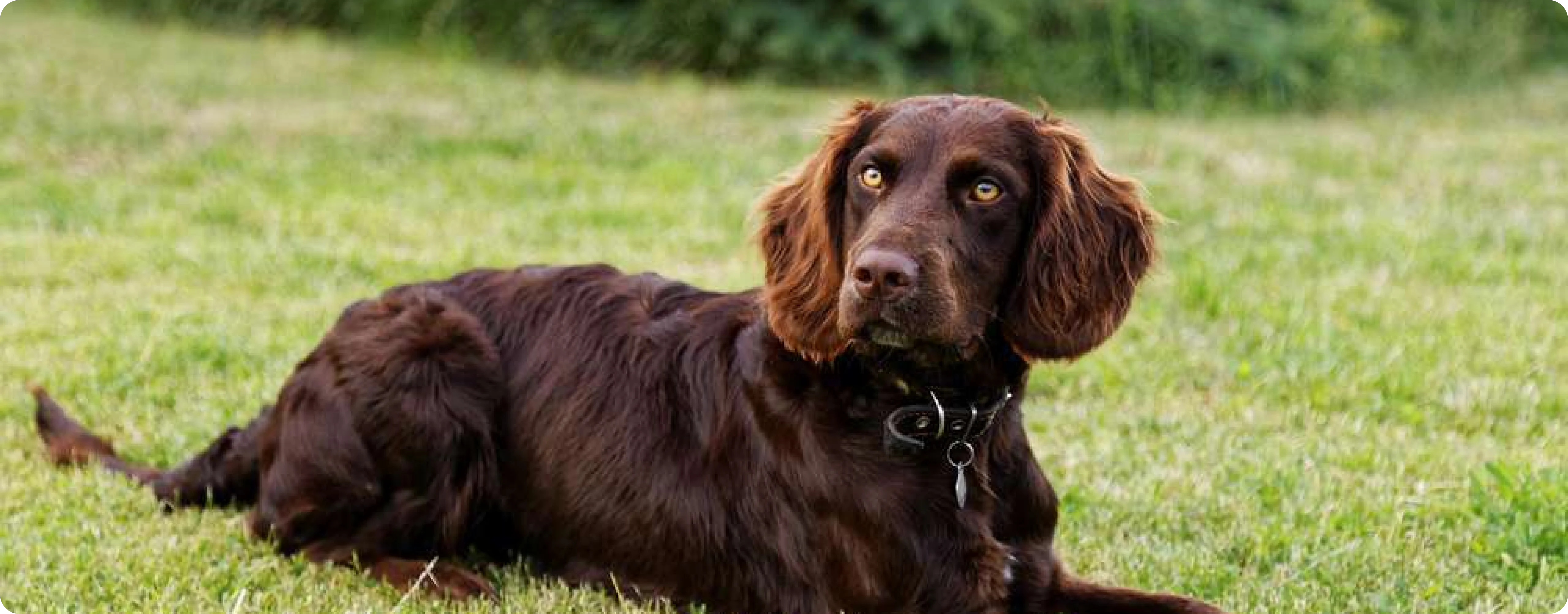 Deutscher Wachtelhund