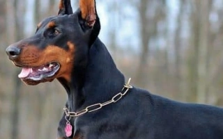 Discover the Doberman Pinscher – a loyal and intelligent guardian with a striking build. Learn about training, health, grooming, and ideal lifestyle.