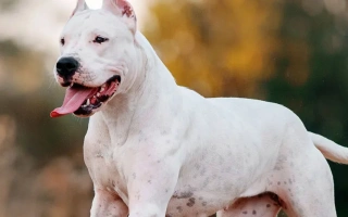 Explore the Dogo Argentino – a strong, courageous breed built for protection and loyalty. Learn about training, health, temperament, and lifestyle needs.
