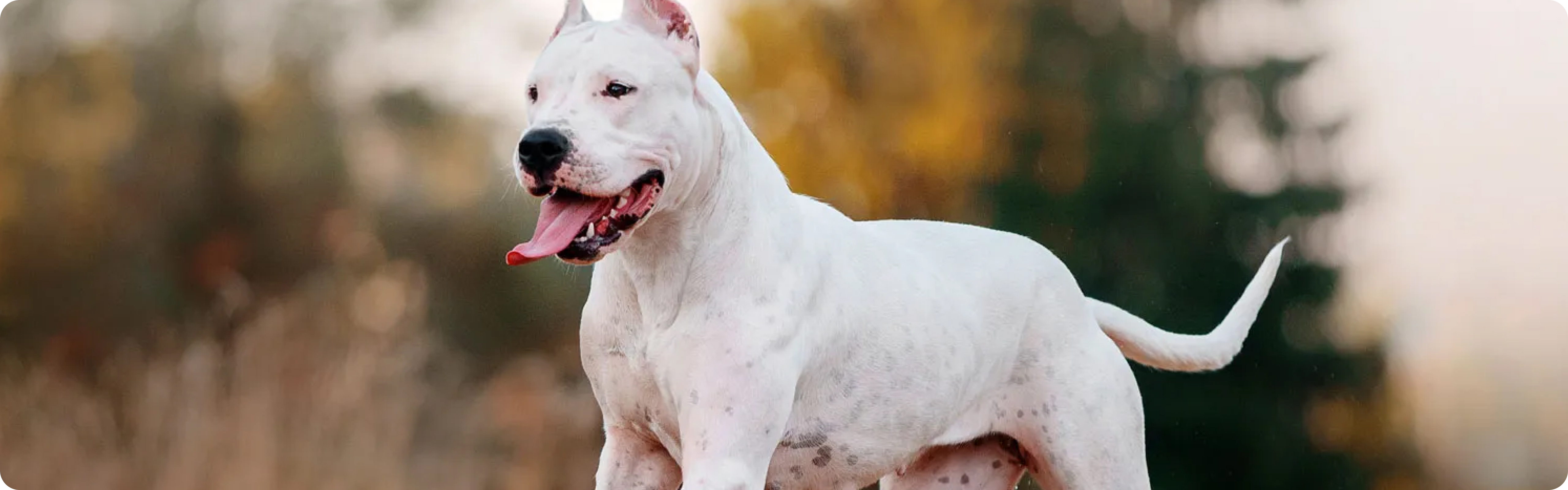 Dogo Argentino