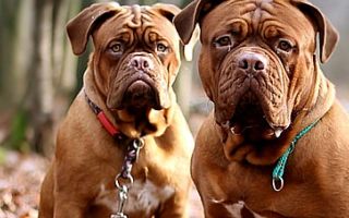 Meet the Dogue de Bordeaux – a loyal, powerful French mastiff with a loving nature. Learn about care, grooming, training, and temperament.