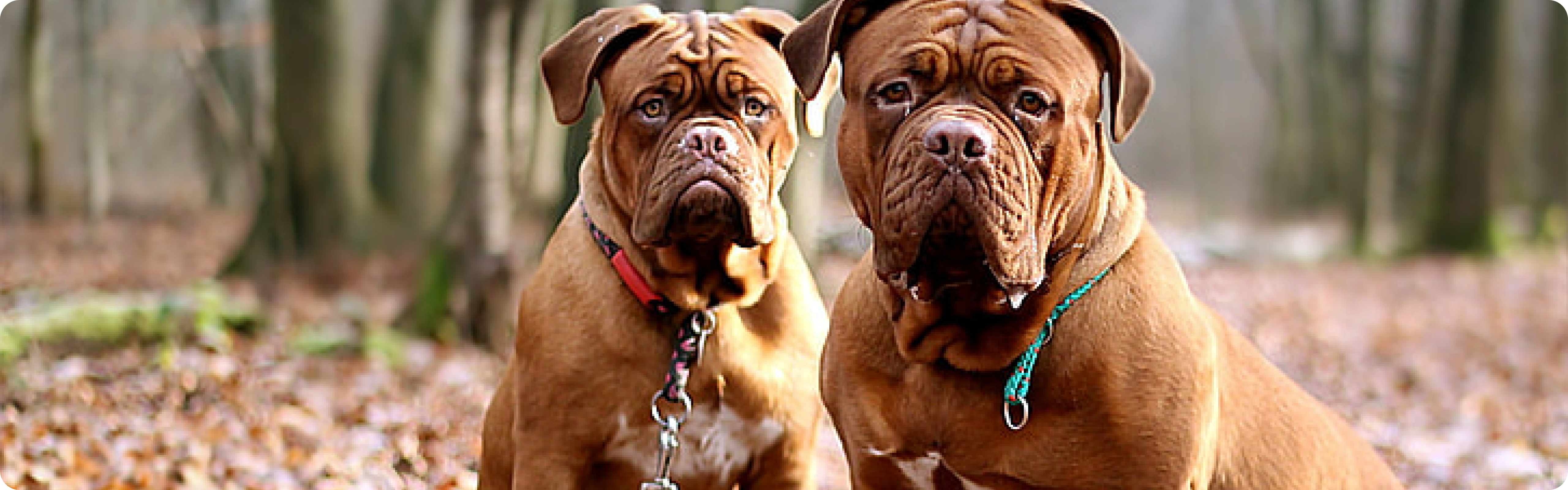 Dogue de Bordeaux