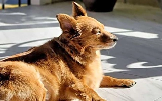 The Dorgi is a charming Dachshund and Corgi mix—loyal, spirited, and full of personality. A small, playful hybrid perfect for families and compact living spaces.