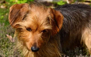 The Dorkie is a sweet and sassy Dachshund-Yorkshire Terrier mix—small, loyal, and full of spunk. A perfect low-shedding companion for apartments and city life.