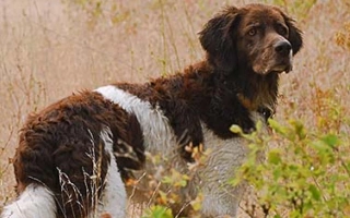 Drentsche Patrijshond is a versatile Dutch hunting dog known for loyalty, family-friendliness, and strong field instincts. Great for active homes.