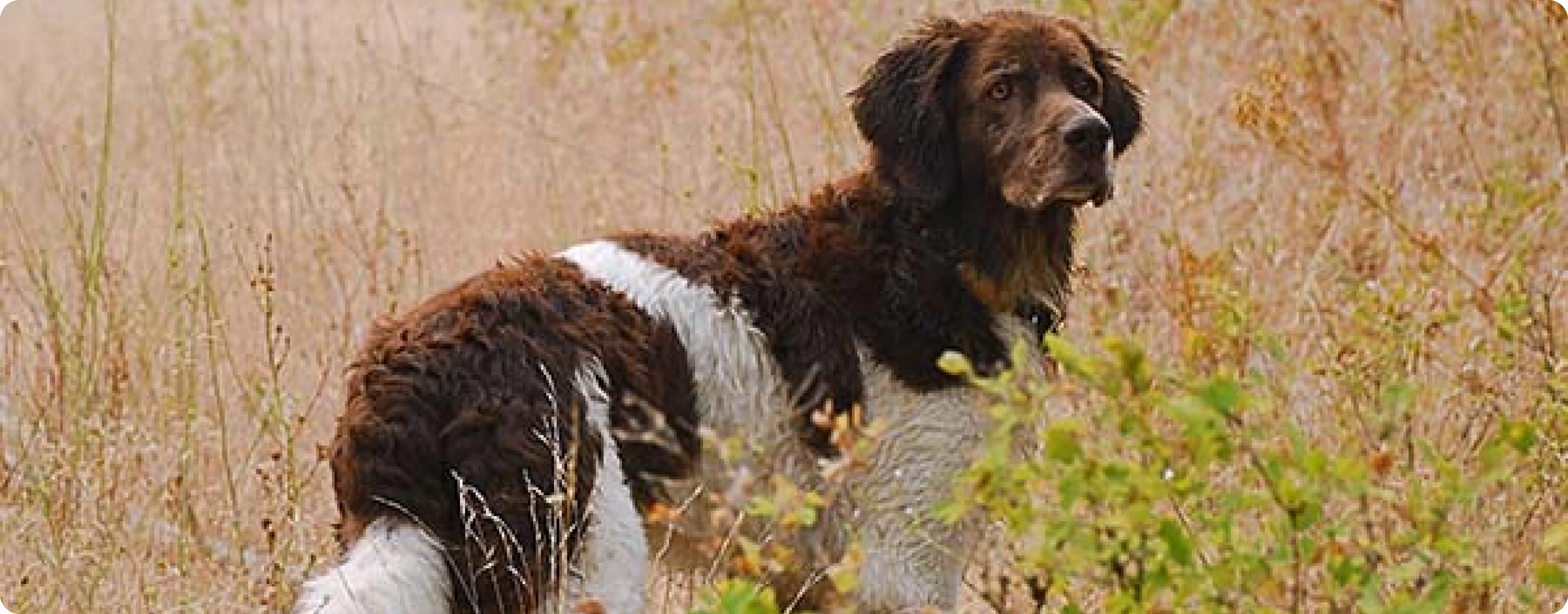 Drentsche Patrijshond