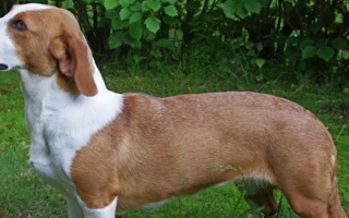 Drever is a Swedish scent hound bred for deer tracking—brave, steady, and low to the ground. Great for hunters and calm family homes.