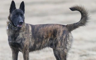 Dutch Shepherd is an intelligent, agile working dog with a brindle coat and high drive. Perfect for active homes seeking a trainable protector.