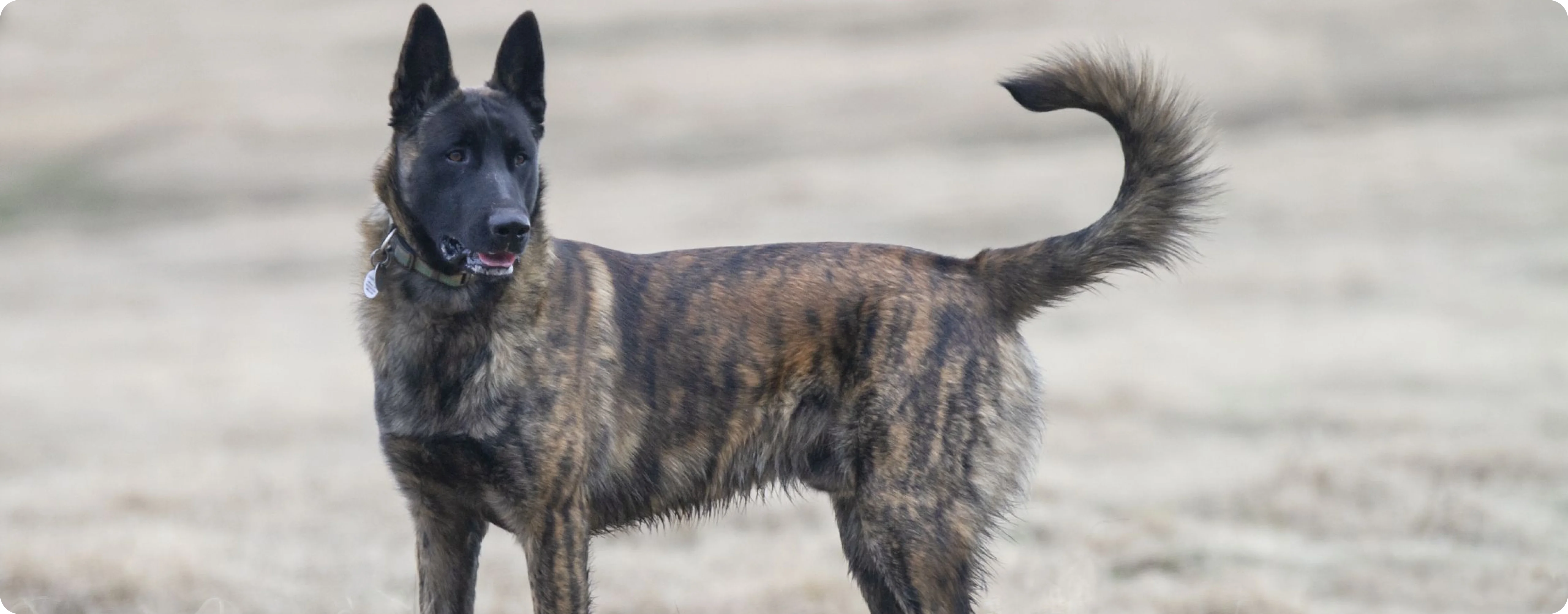 Dutch Shepherd