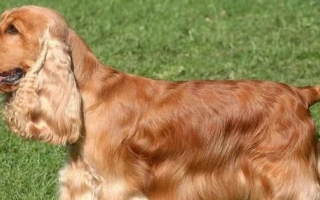 English Cocker Spaniel is joyful, devoted, and intelligent—ideal for active families who want a playful and affectionate companion.
