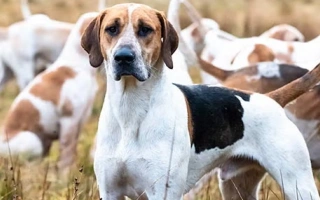 English Foxhound is a robust, pack-oriented hound bred for stamina and speed. Best for active homes with space and structure.