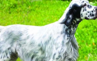Meet the English Setter – a friendly, athletic gundog with a beautiful coat and gentle heart. Learn about grooming, training, temperament, and lifestyle needs.