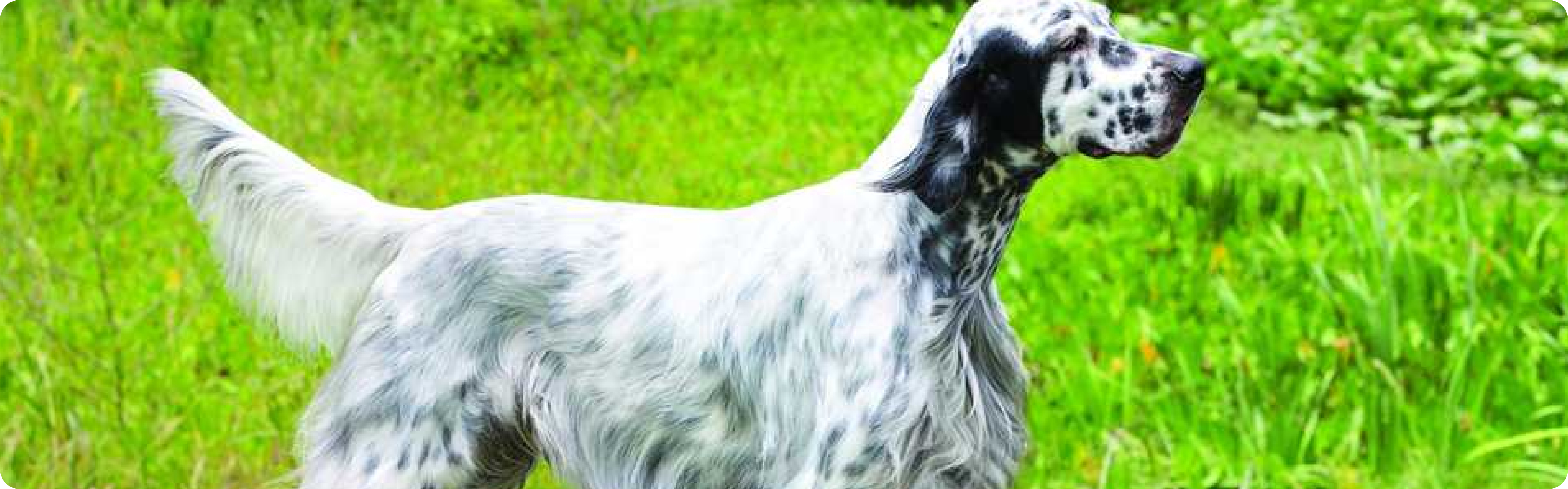 English Setter