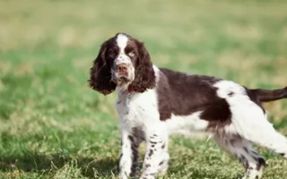 English Springer Spaniel is a cheerful, trainable gundog with strong field instincts. Great for active families and outdoor enthusiasts.