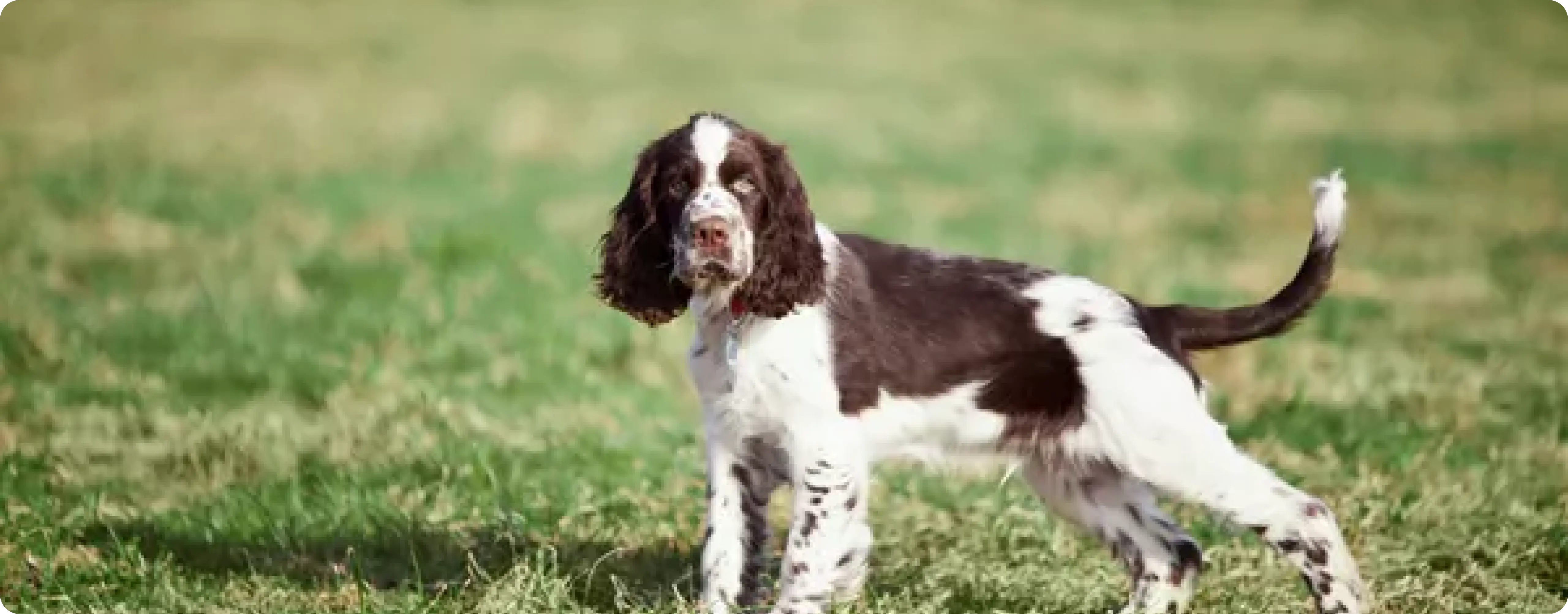 English Springer Spaniel