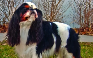 English Toy Spaniel is a sweet, quiet lapdog with royal roots and a big heart. Ideal for calm homes seeking an affectionate companion.