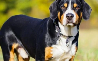Meet the Entlebucher Mountain Dog – an energetic, loyal Swiss herding breed. Learn about grooming, temperament, training needs, and ideal living conditions.