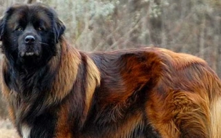 The Estrela Mountain Dog is a strong, calm guardian bred to protect flocks in Portugal. Deeply loyal, perfect for experienced owners with space.