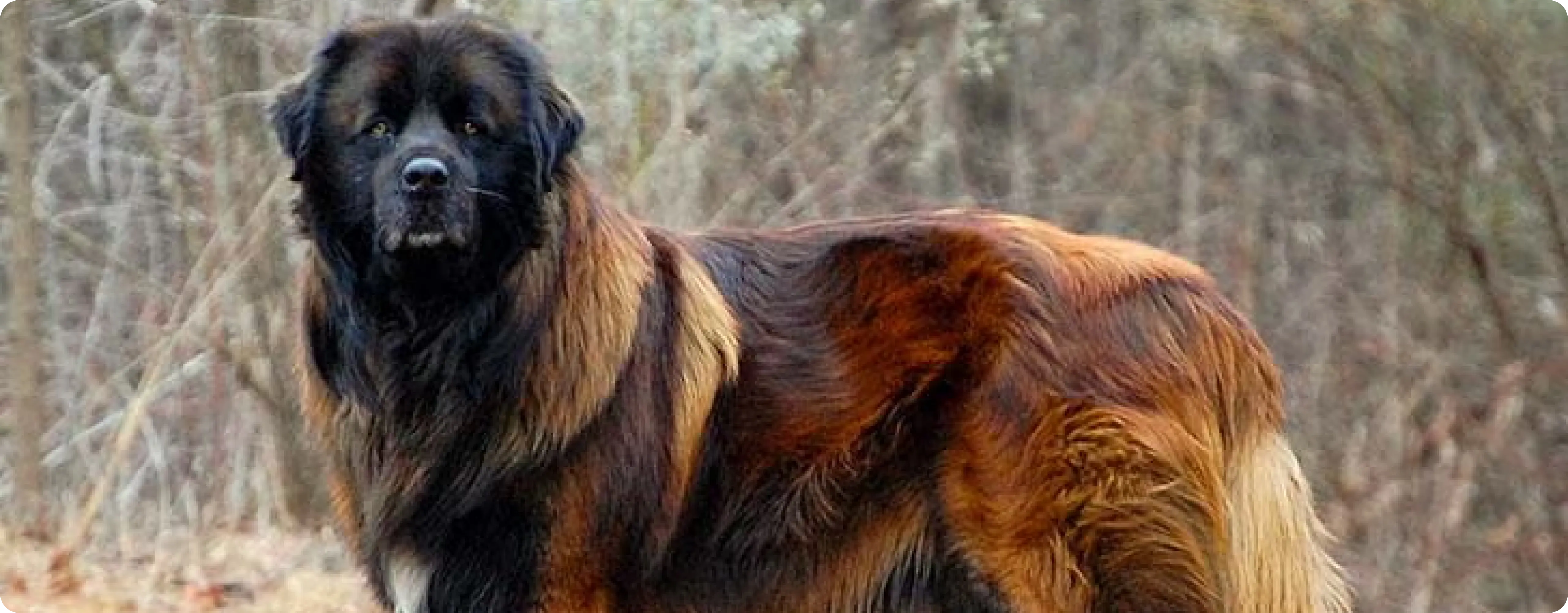 Estrela Mountain Dog